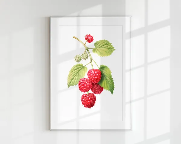 Raspberry Branch Botanical Fruits Art Print