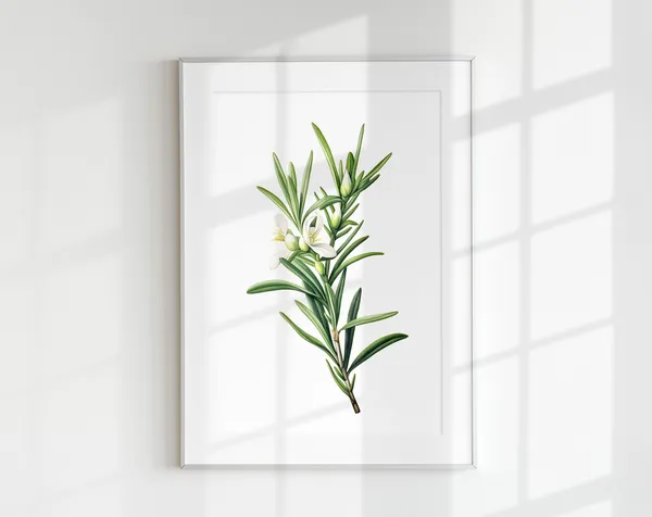 Vintage Rosemary Botanical Herb Poster Print