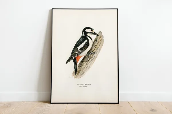 Great Spotted Woodpecker Female, Vintage Nature Poster