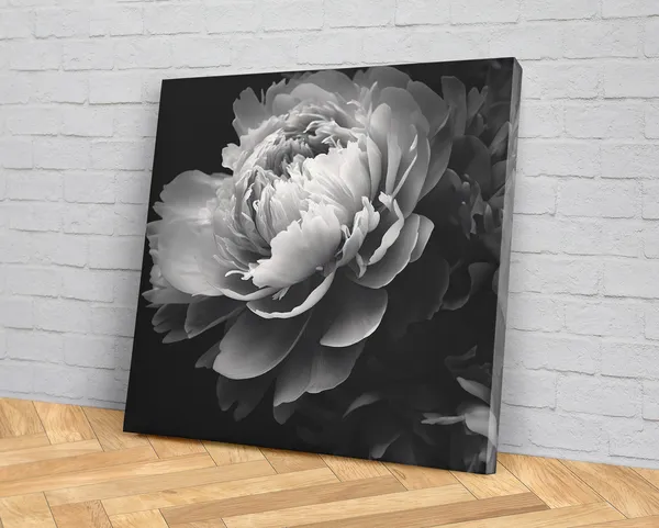 Monochrome Peony, Black White Flower Art Print