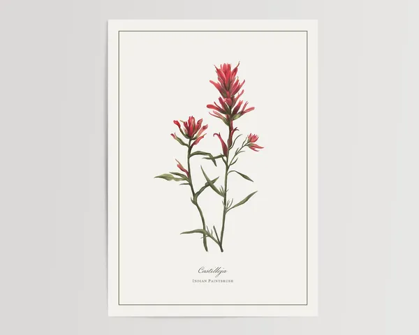 Paintbrush Botanical Watercolor Art Print