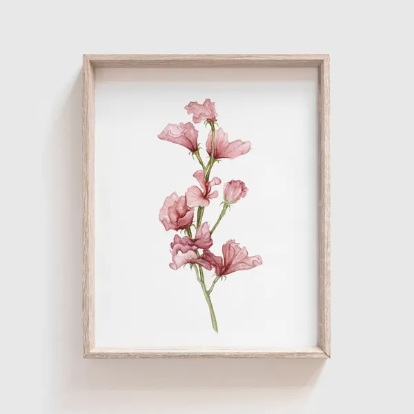 Sweet Pea Watercolor Flower Art Print, Botanical Decor