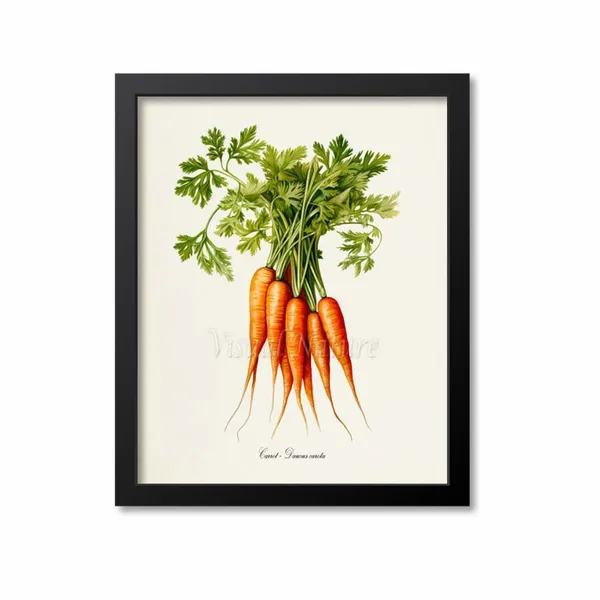 Carrot Botanical Wall Art Print, Daucus Carota