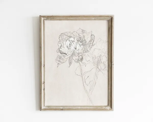 Peony Sketch Vintage Botanical Line Art Print