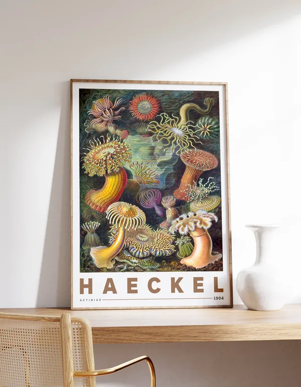 Ernst Haeckel Actiniae Botanical Vintage Poster