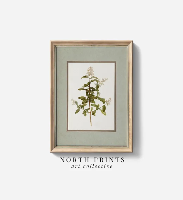 Vintage Botanical Plant Illustration Art Print