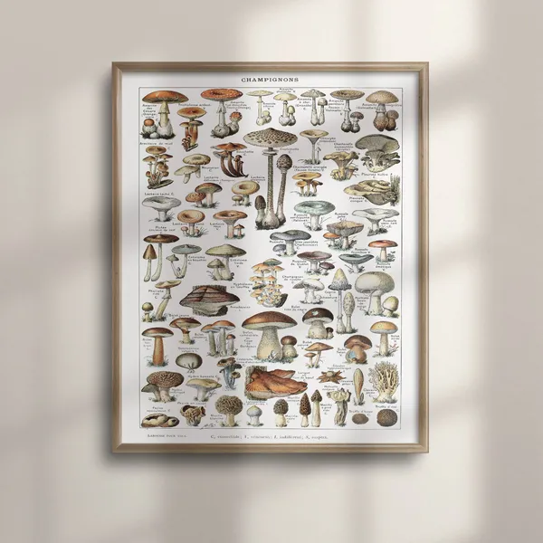 Adolphe Millot Mushroom Science Illustration, Vintage Poster