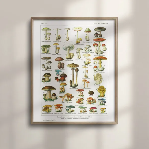 Vintage Botanical Mushroom Art, Kitchen Decor Print