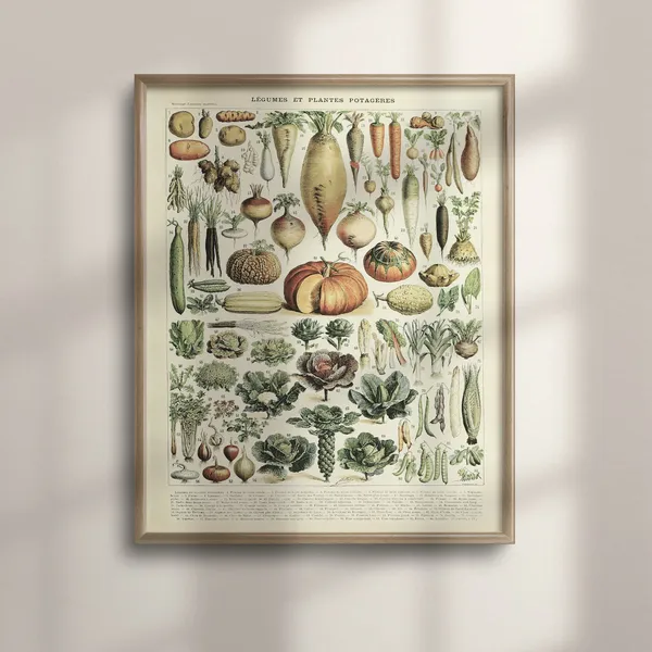 Adolphe Millot Vintage Vegetable Art Poster, Botanical