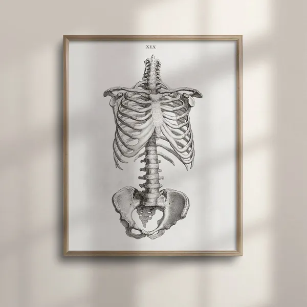 Antique Skeleton Anatomy Vintage Medical Art Print