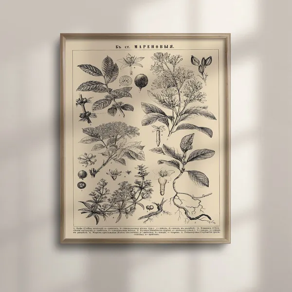 Vintage Botanical Floral Illustration, Art Print