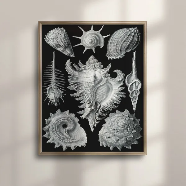 Ernst Haeckel Inspired Vintage French Seashell Art Print