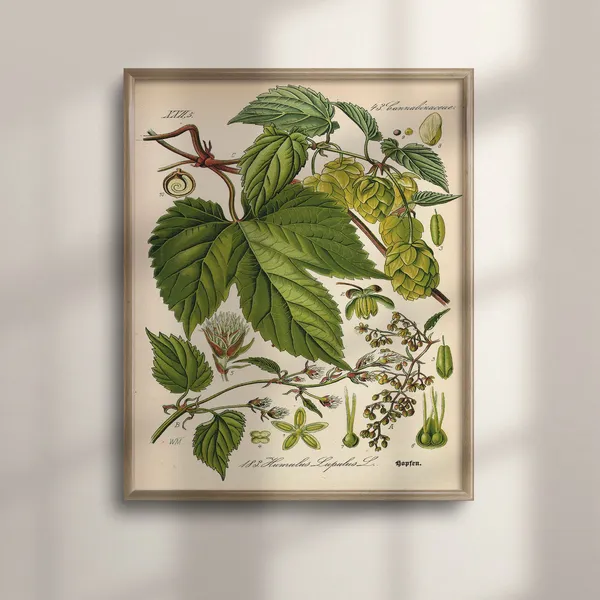 Hops Vintage Botanical Art Print, Beer Plants