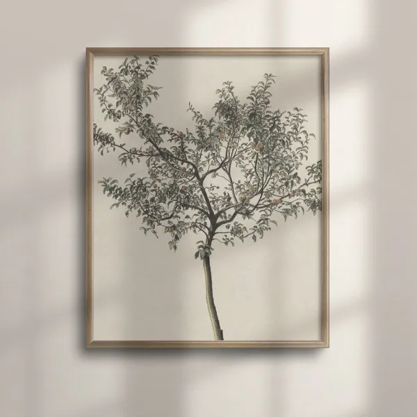 Vintage Orange Tree Botanical Kitchen Art Print