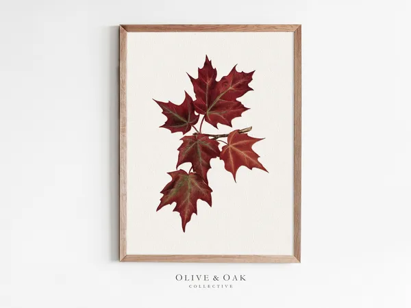 Maple Branch Drawing, Vintage Botanical Art Print