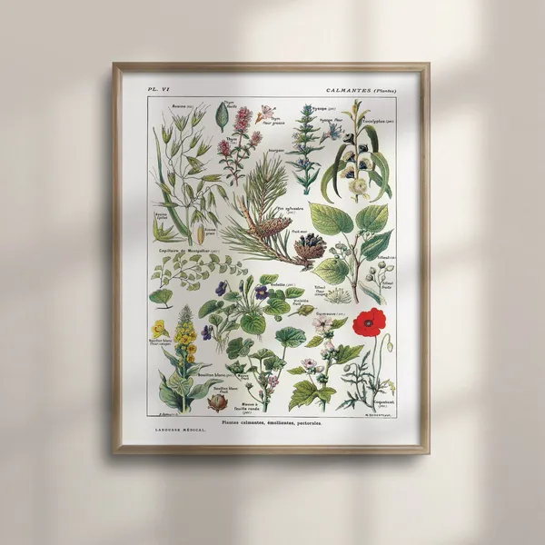 Vintage Botanical Art Print, 1912 Larousse