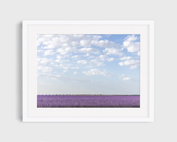 South Of France Lavender Field In Provence, Travel Poster