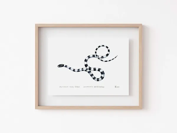 California King Snake Art Print, Herpetology Decor