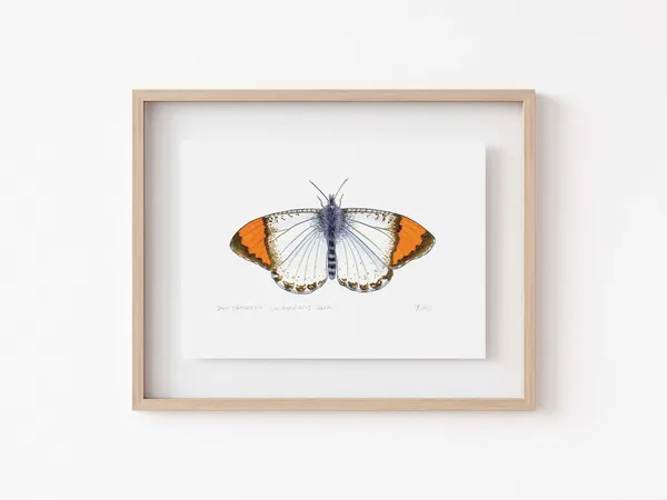 Sara Orangetip Butterfly Art Print, California Decor