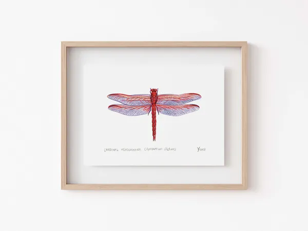 Red Cardinal Meadowhawk Scientific Illustration Art Print