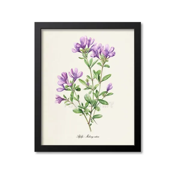 Alfalfa Botanical Art Print, Botanical Wall Art