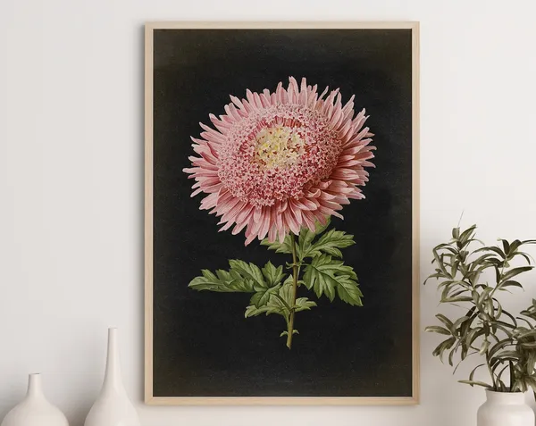 Vintage Pink Chrysanthemum Botanical Art Print