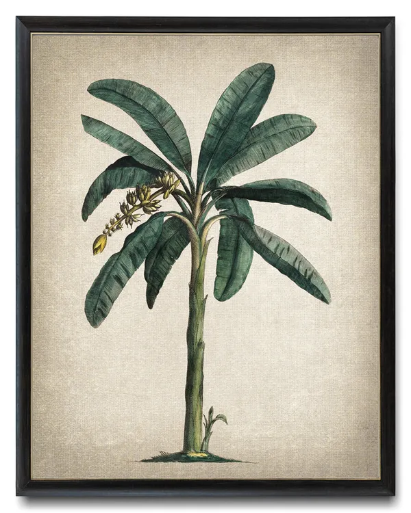 Banana Plant Botanical Wall Art Print