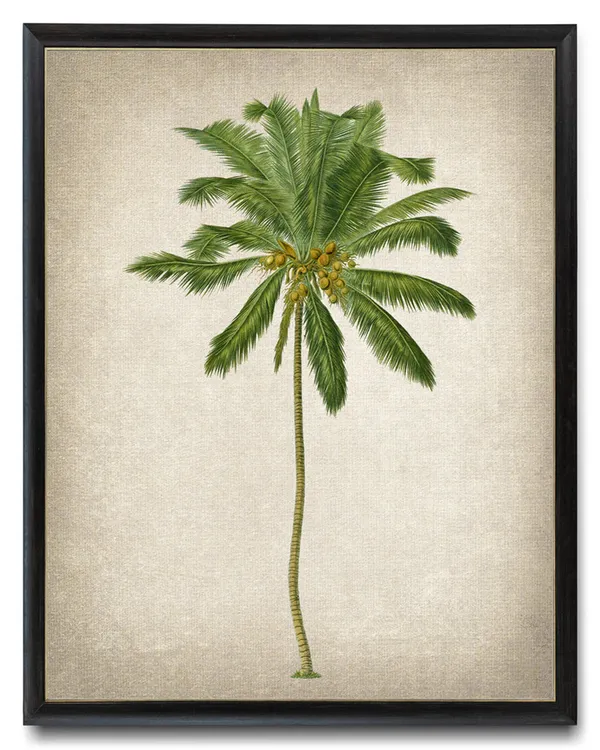 Coconut Palm Tree Vintage Illustration Art Print