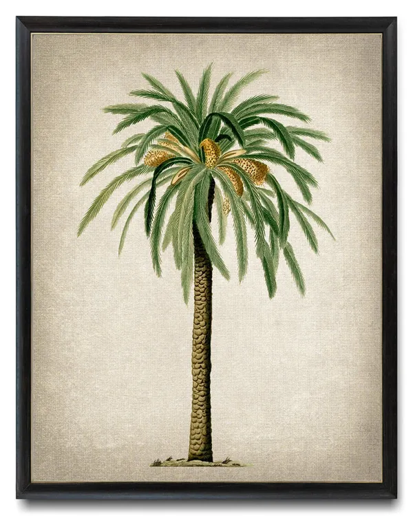 Date Palm Vintage Illustration Art Print, Botanical