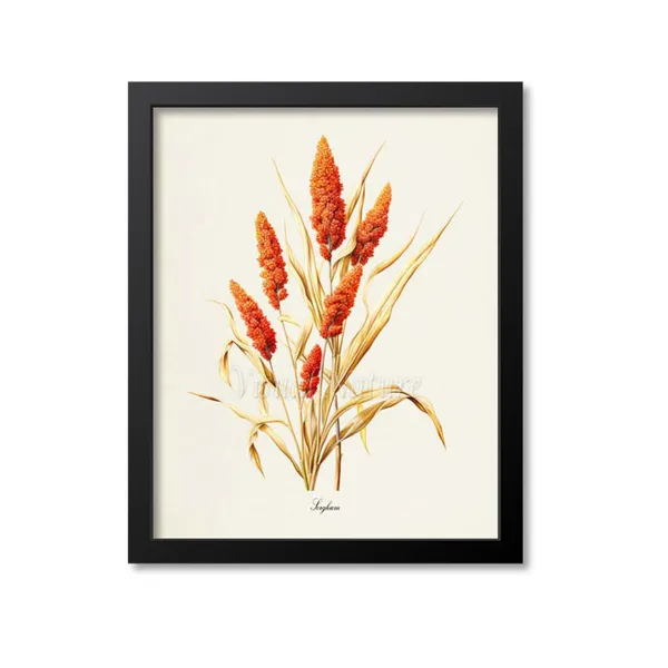 Sorghum Botanical Art Print, Broomcorn Wall Decor