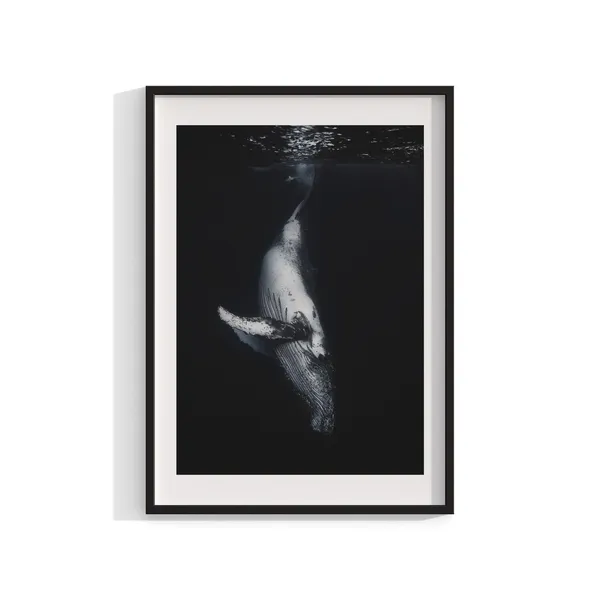Humpback Whale Print, Underwater Photography