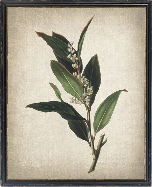Bay Laurel Plant Vintage Botanical Art Print