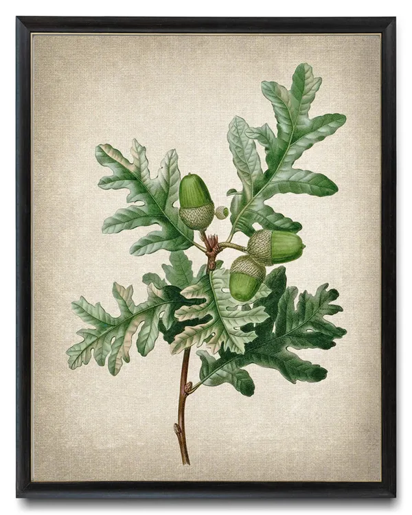 Pyrenean Oak Vintage Illustration Art Print