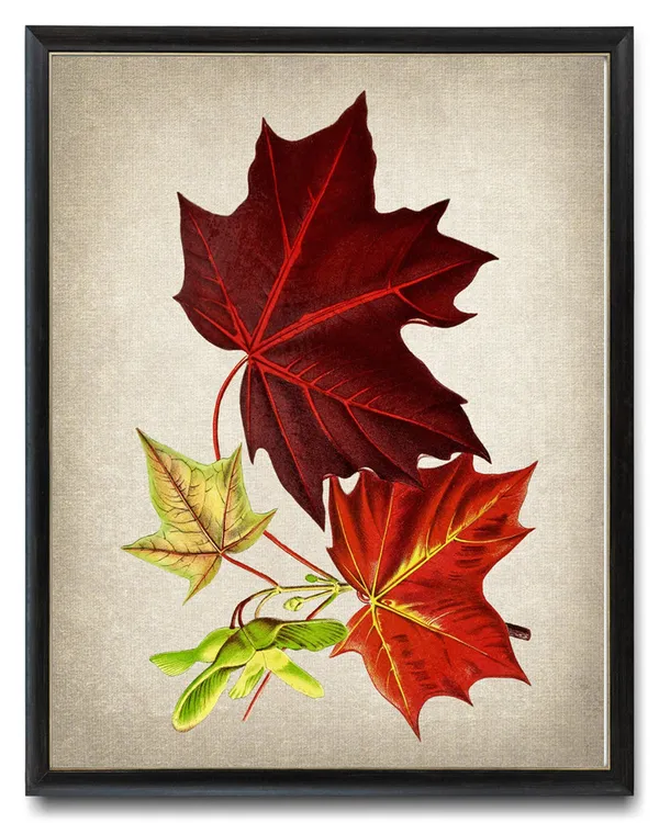 Red Maple Tree Leaves Vintage Illustration Art Print
