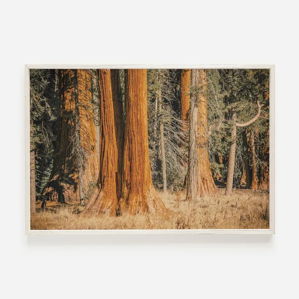 Redwood Print Eureka Sequoia Park, Travel Poster