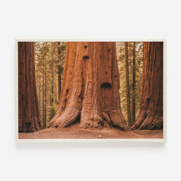 Redwood Forest Eureka Travel Poster, National Park