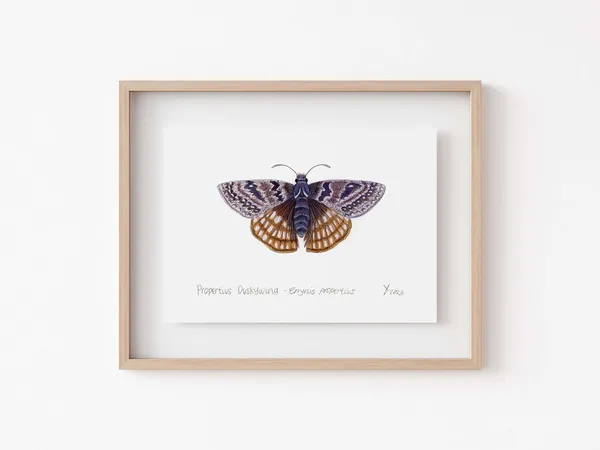 Propertius Duskywing Butterfly, California Wall Art