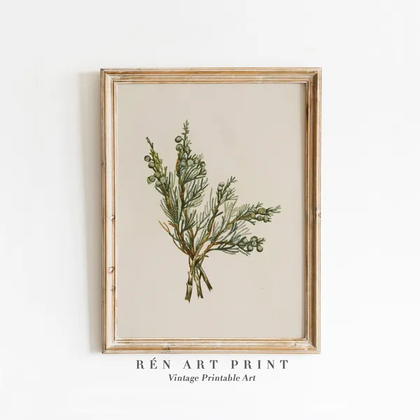 Juniper Branch Vintage Winter Botanical Art Print