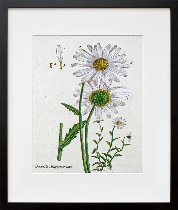 Vintage Daisy Botanical Flowers Art Print