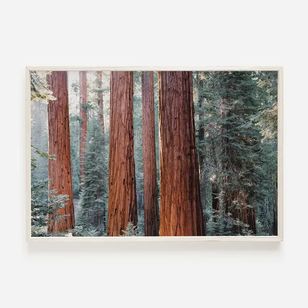 California Redwood Trees Nature Photography Art Print