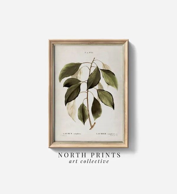 Antique Botanical Art Print, Vintage Farmhouse Decor