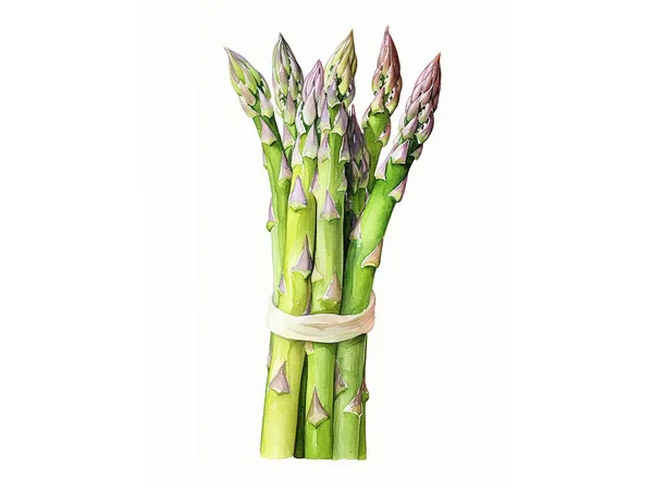 Asparagus Watercolor Botanical Art Print, Rustic Kitchen