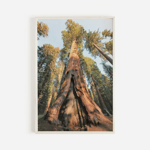 Eureka Redwood Trees Nature Photography Art Print