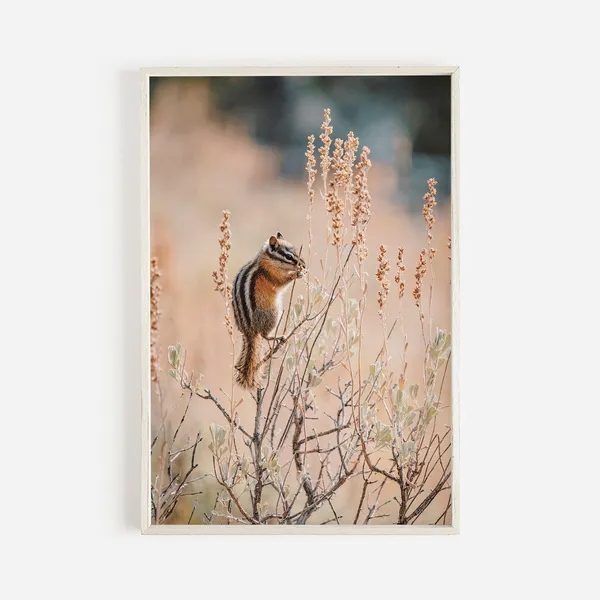 Chipmunk In Sagebrush Nature Photography Art Print