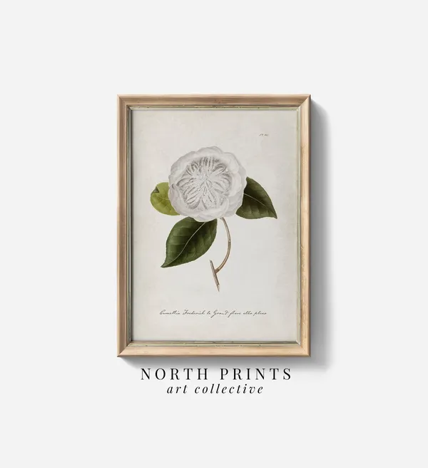 Antique Camellia Botanical Watercolor Art Print