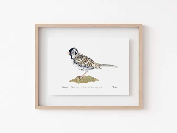 Harriss Sparrow Art Print, Great Plains Birdwatching