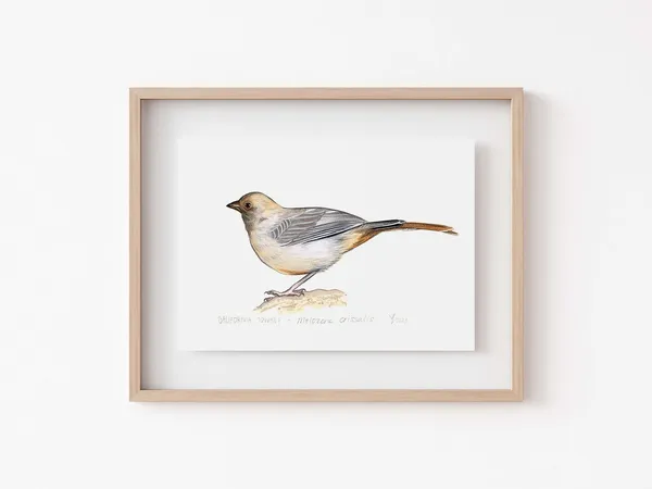 California Towhee Art Print, Backyard Bird Decor