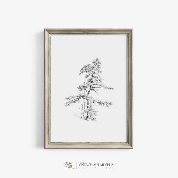 Antique Pine Tree Sketch Vintage Art Print