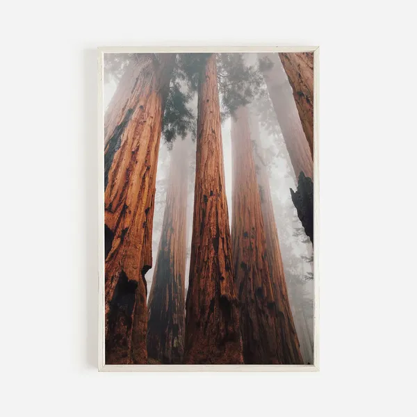 Redwood Tree Eureka Landscape Art Print