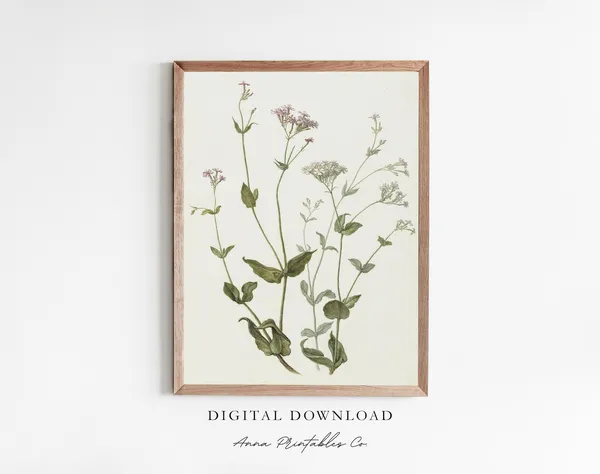 Viscaria Vulgaris Vintage Botanical Art Print